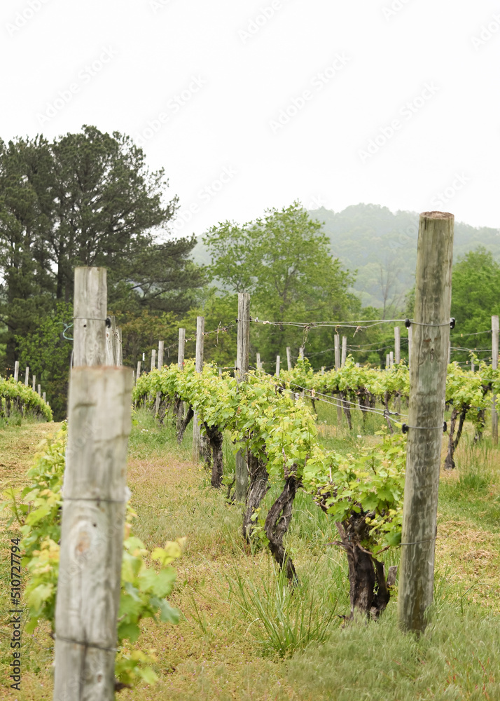 Fototapeta premium Winery vineyard in foggy mountains