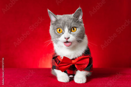 a cute british shorthair cat wearing plaid shirt with bow tie with a happy face © Freer