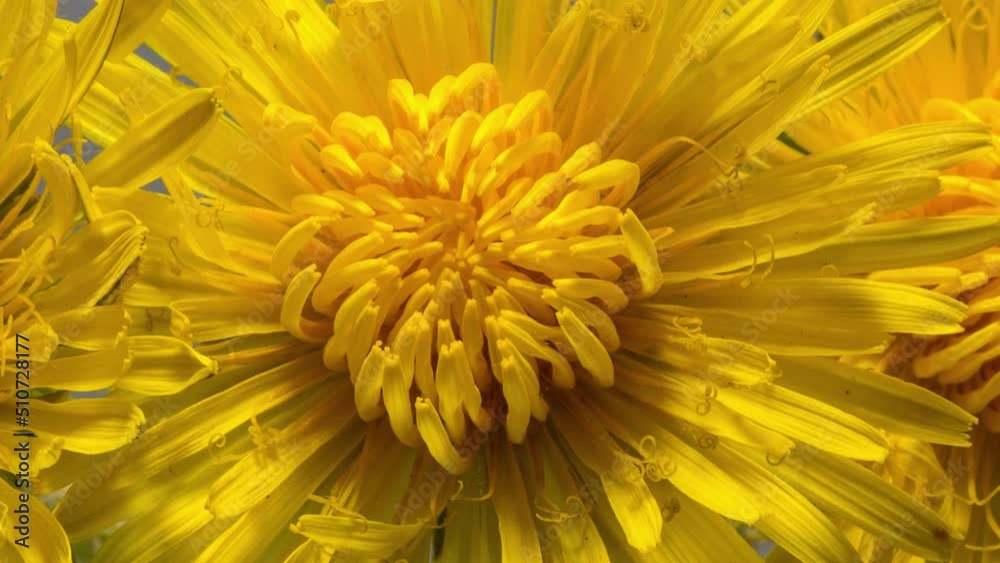 close up of dandelion close up of dandelion