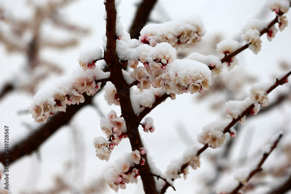 Apricot blossom flowers covered by snow in spring Apricot blossom flowers covered by snow in spring