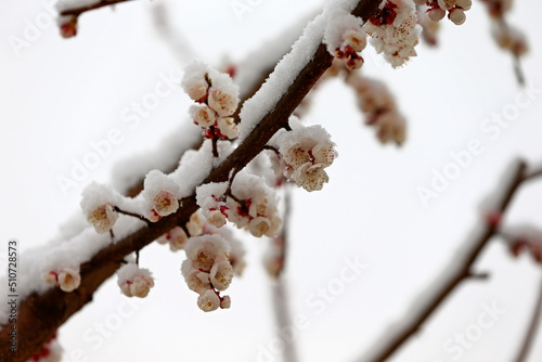 Apricot blossom flowers covered by snow in spring