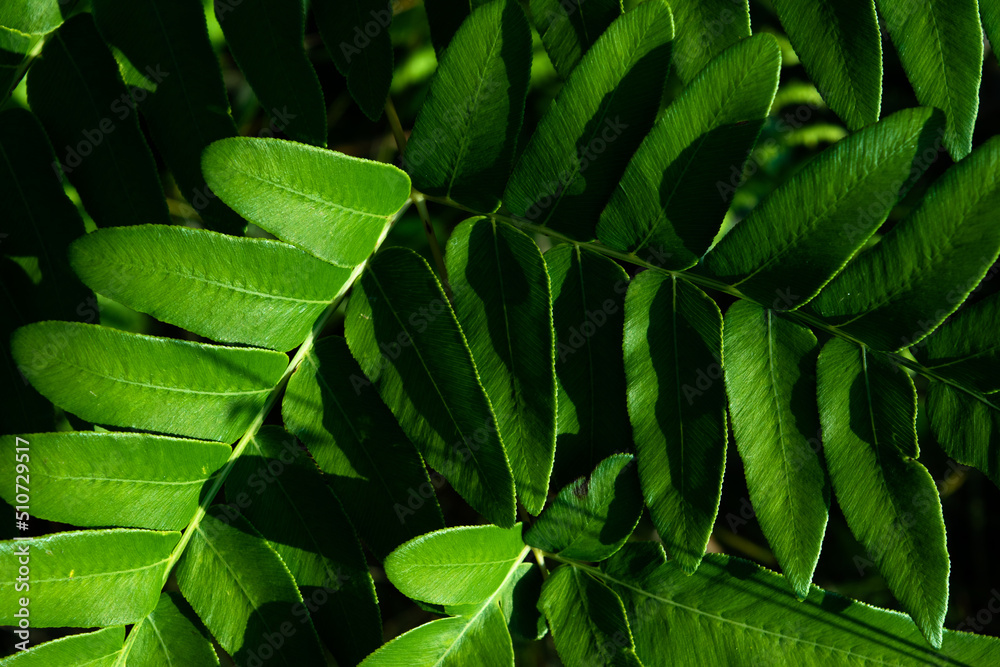 Fototapeta premium Close up of green fern leaves