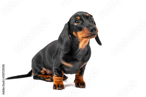 Adorable dachshund puppy sits and begs isolated in white background. Mischievous pet behaved badly and is now waiting for punishment with a guilty look, front view photo