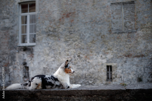 Dog in the old city. Traveling with a pet. Australian Shepherd in front of European buildings. Traveling with a pet 