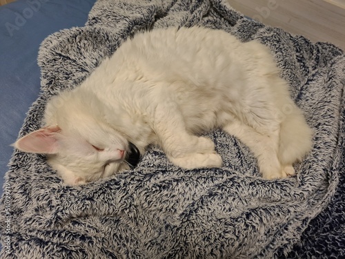sleeping kitten