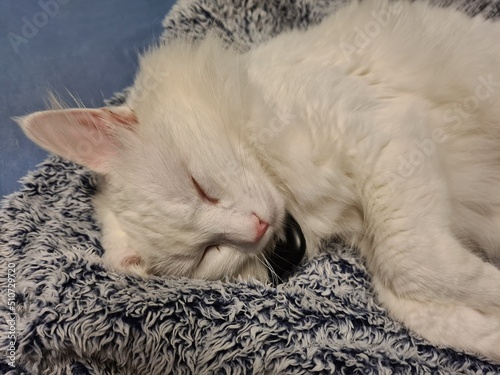 white kitten sleeping