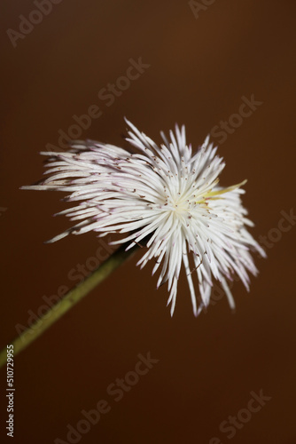 White flower blossoming close up botanical background clematis viticella family ranunculaceae big size high quality print