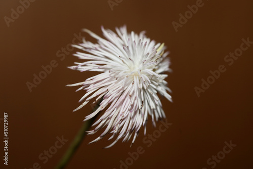 White flower blossoming close up botanical background clematis viticella family ranunculaceae big size high quality print
