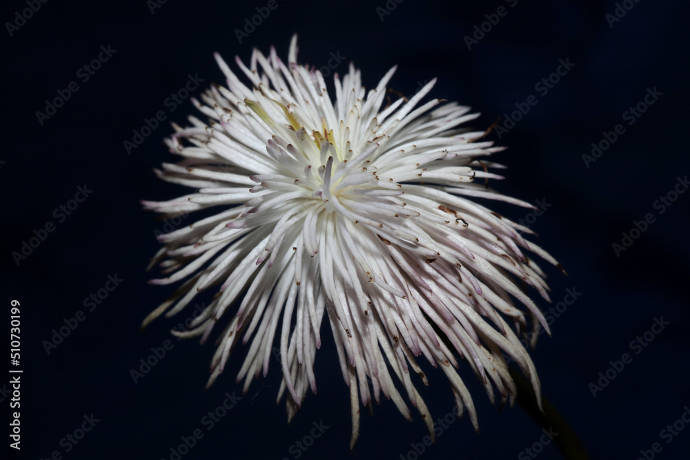 White flower blossoming close up botanical background clematis viticella family ranunculaceae big size high quality print