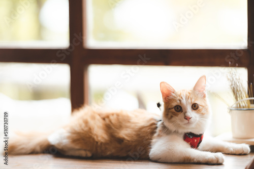 pet portrait of cute brown ...