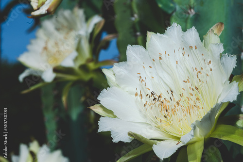 white cactus flower bloom c...