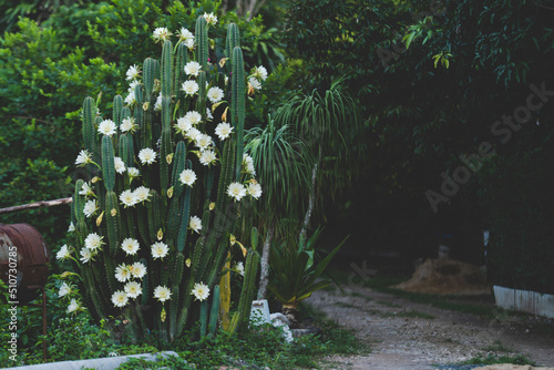 white cactus flower bloom c...