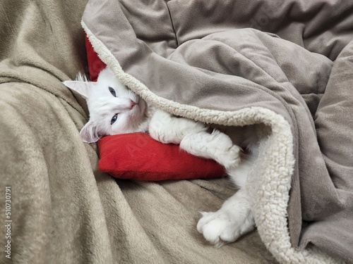 Cat in bed