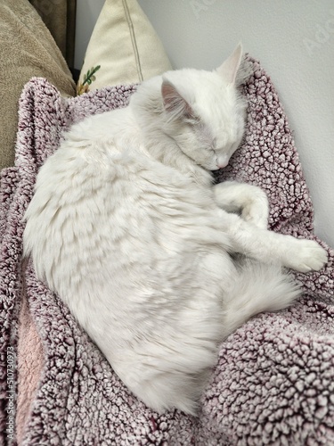 cat in a bed