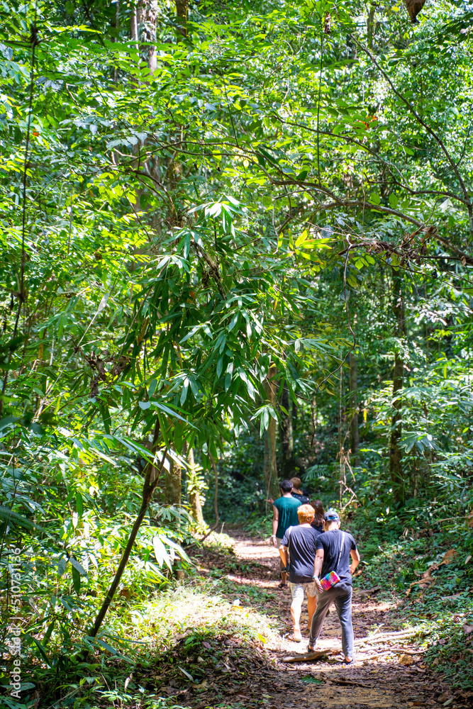 traveler walk follow forest path to waterfall