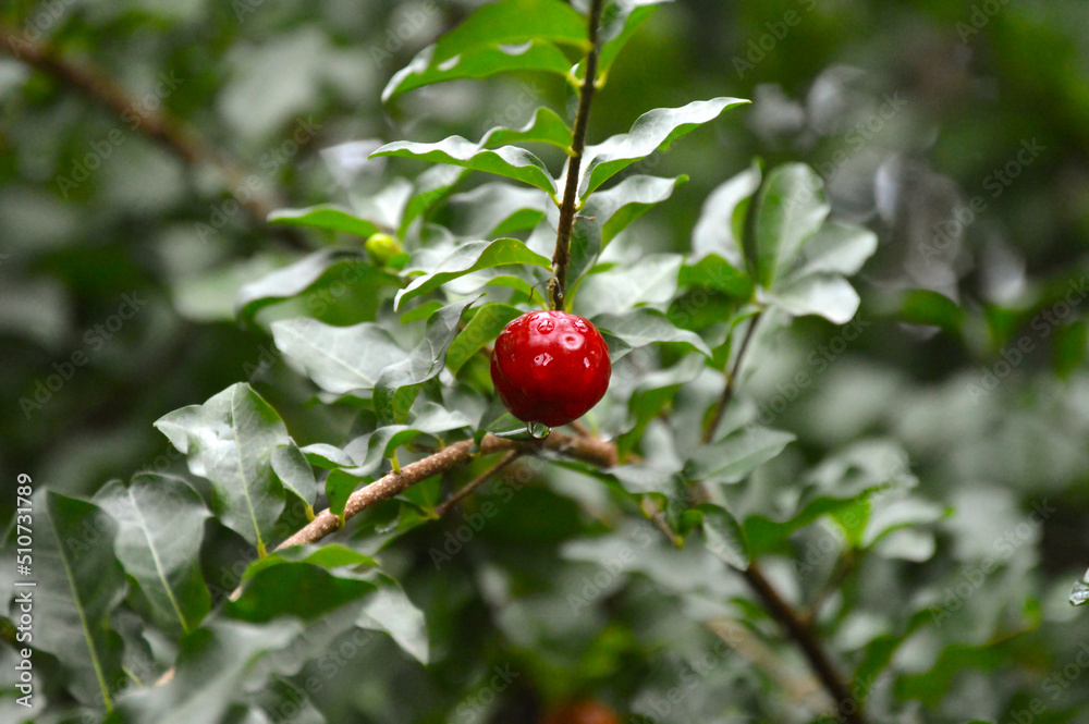 Closeup of a barbados cherry Closeup of a barbados cherry