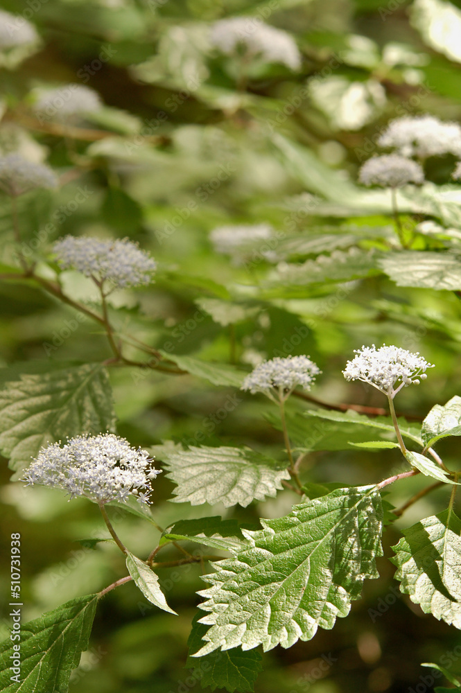紫陽花 紫陽花