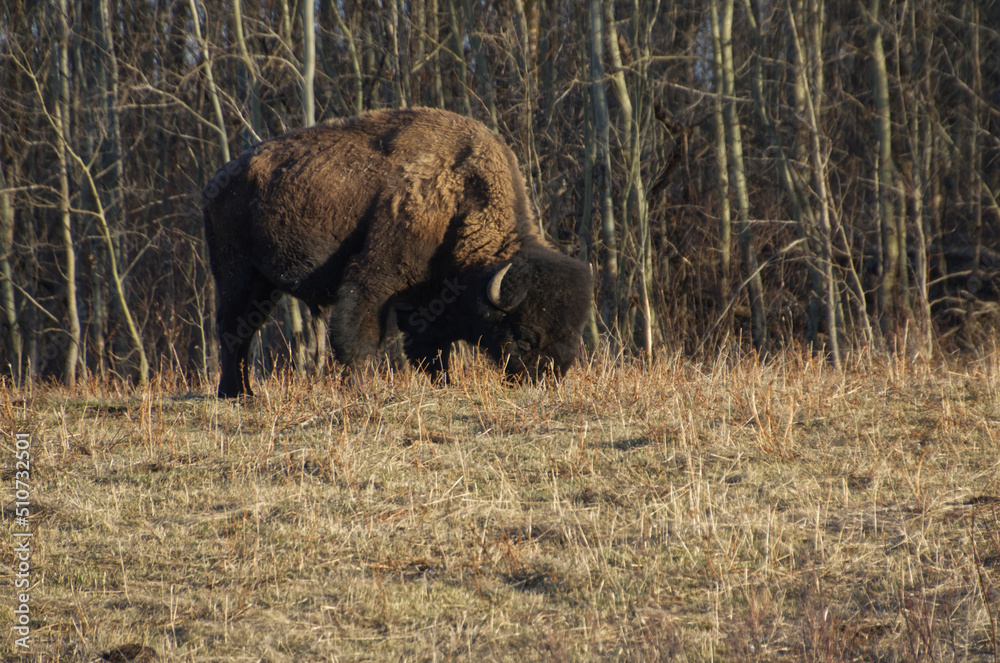 Fototapeta premium Plains Bison grazing at Elk Island Park