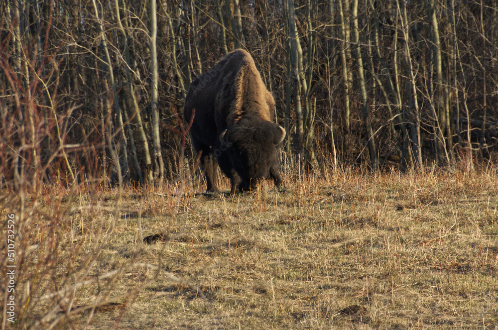 Plains Bison grazing at Elk Island Park Plains Bison grazing at Elk Island Park