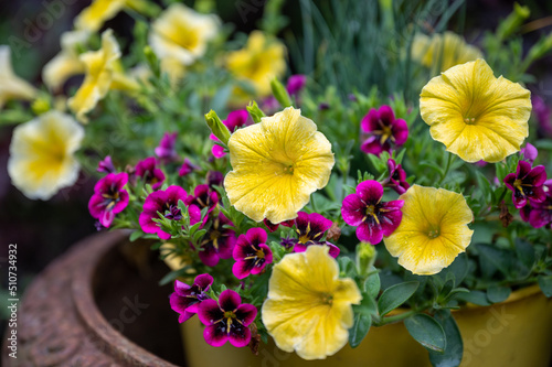 Beautiful flowers in a north american cottage