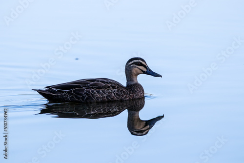 Pacific Black Duck © Lasse