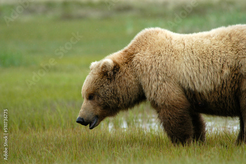 Brown Bears Katmai Peninsula