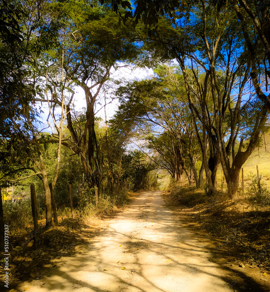 Fototapeta premium movie forest