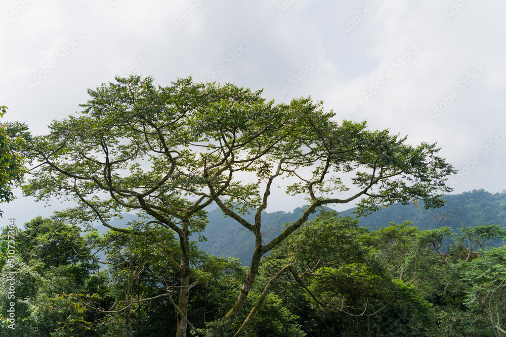 An ancient tea tree in Alishan Forest, Taiwan, China An ancient tea tree in Alishan Forest, Taiwan, China