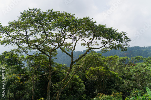 Fototapeta Naklejka Na Ścianę i Meble -  An ancient tea tree in Alishan Forest, Taiwan, China