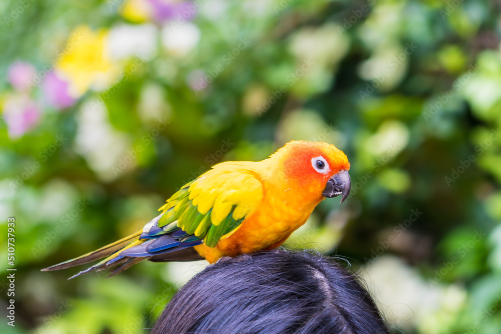 A beautiful parrot perched on a tourist's head.