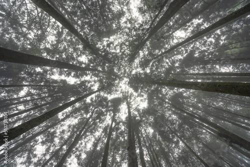Shoot the forest trees of Alishan Mountain in Taiwan, China from an upward view