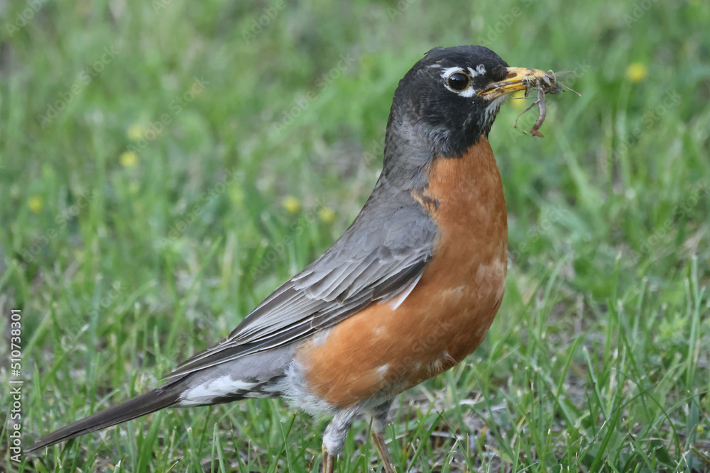 Mother and Father Robin working hard to feed chicks in nest built on windowsill on summer evening Mother and Father Robin working hard to feed chicks in nest built on windowsill on summer evening