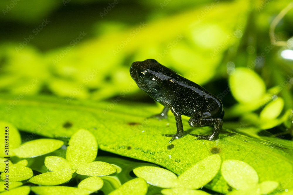 Fototapeta premium Selective focus A Newborn Baby Toad On Leaf Background