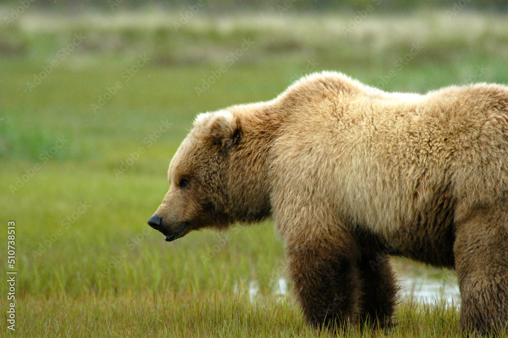 Obraz premium Brown Bear Katmai Alaska 