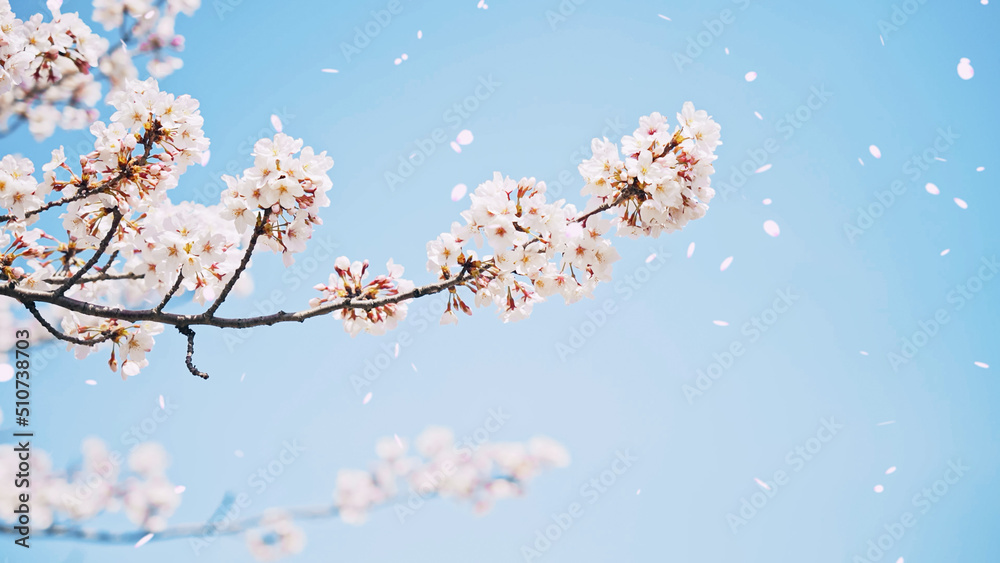 Obraz premium 桜吹雪