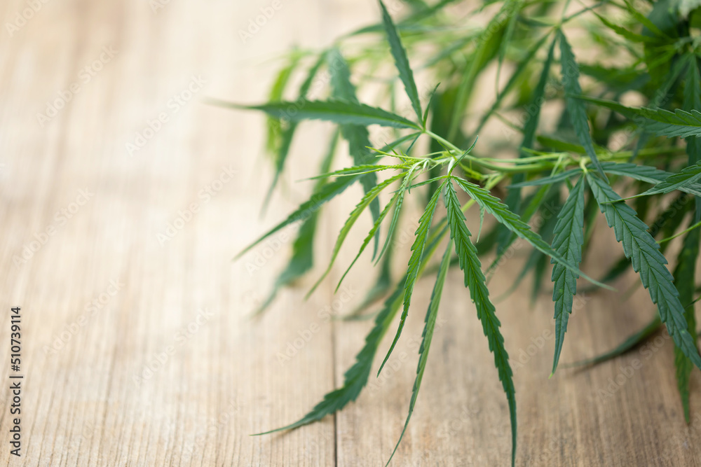 Macro leaf of green fresh of marijuana tree on wooden plank Macro leaf of green fresh of marijuana tree on wooden plank
