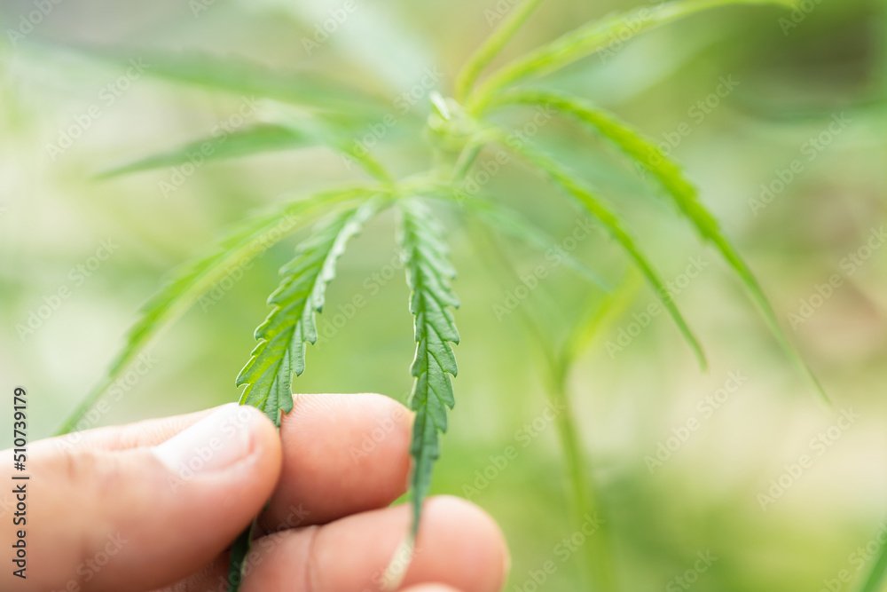 Hhand holding leaf of green fresh of marijuana tree. Soft focus on blur background. Hhand holding leaf of green fresh of marijuana tree. Soft focus on blur background.