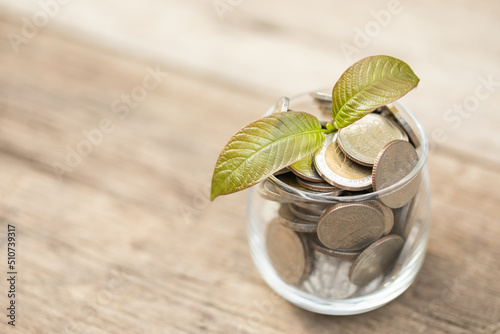 Young fresh Mitragyna speciosa leaf or kratom tree in coin jar on wooden background