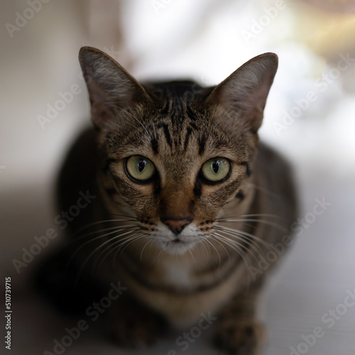 Close up tabby cat looking at camera Isolated on background.