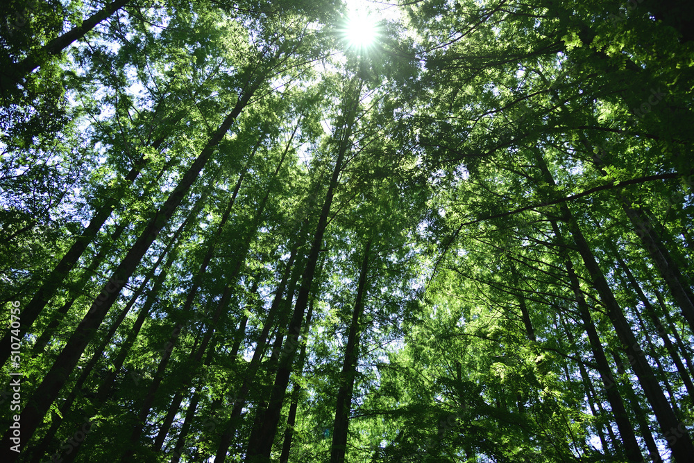 Naklejka premium メタセコイアの森