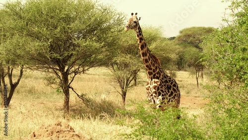 Front view of a lone giraffe in the African savannah wild in Tarangire National Park in Tanzania. Africa