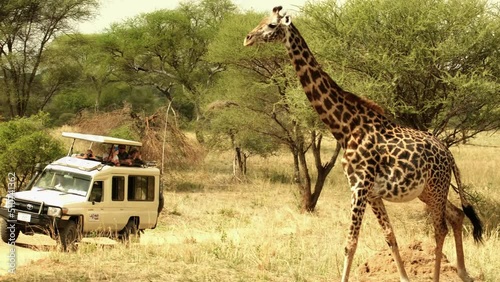 A lone giraffe in the wild of the African savannah walks past a safari car and tourists in Tarangire National Park in Tanzania. Africa photo