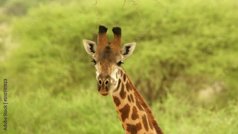 Close-up of a giraffe muzzle chewing grass Close-up of a giraffe muzzle chewing grass