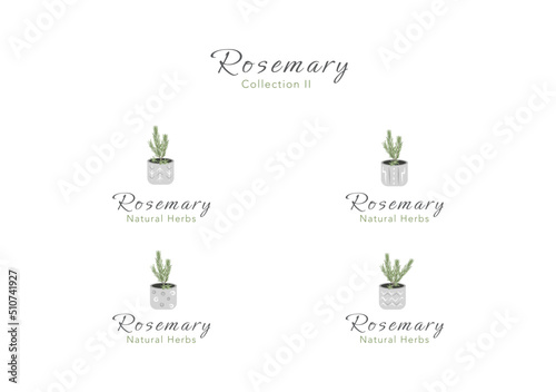 The collection of rosemary tiny tree in a clay pot vector ep02