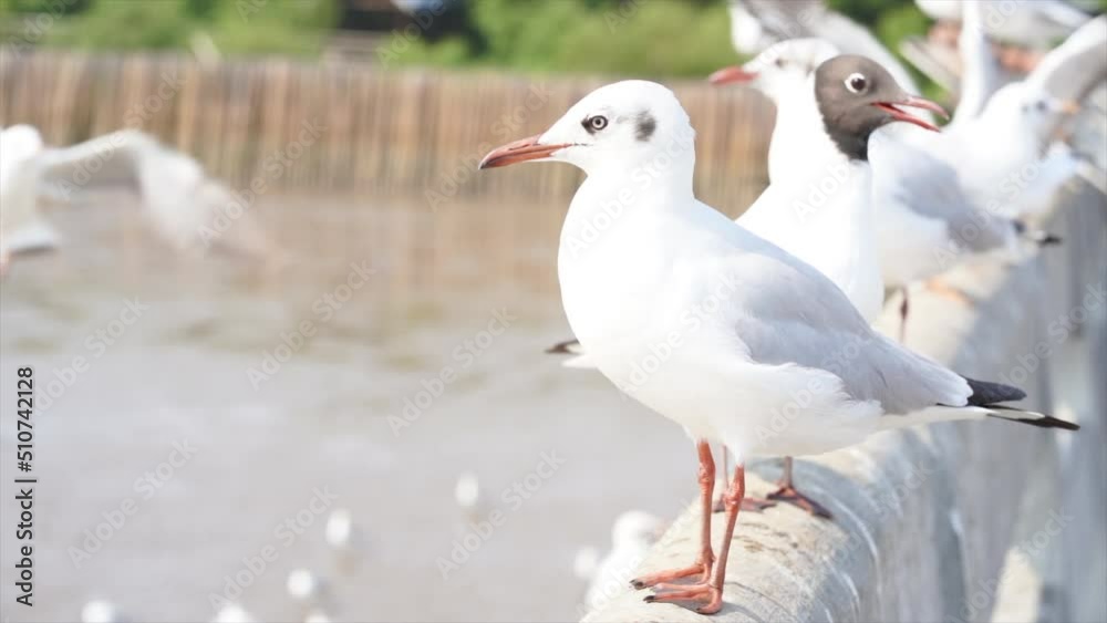 Close up view of seagulls on road barrier, the backdrop seagulls flying. Slow motion. Close up view of seagulls on road barrier, the backdrop seagulls flying. Slow motion.