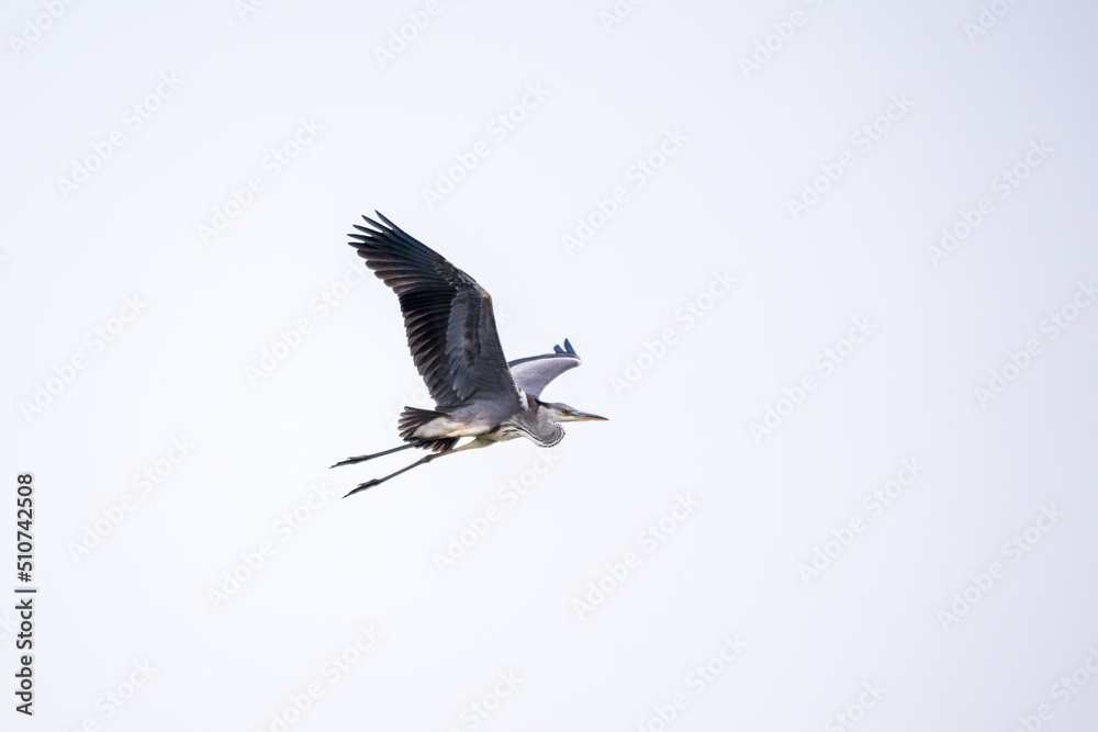 Obraz premium The flight of the The grey heron, latin name Ardea cinerea