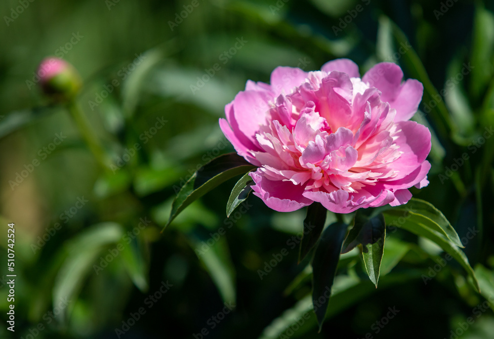 Pink peonies grow in the garden.