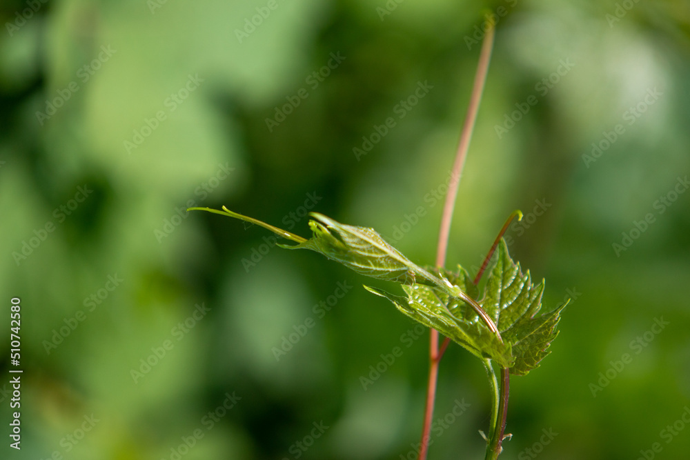 Young leaves with shoots of grapes, nature. Young leaves with shoots of grapes, nature.