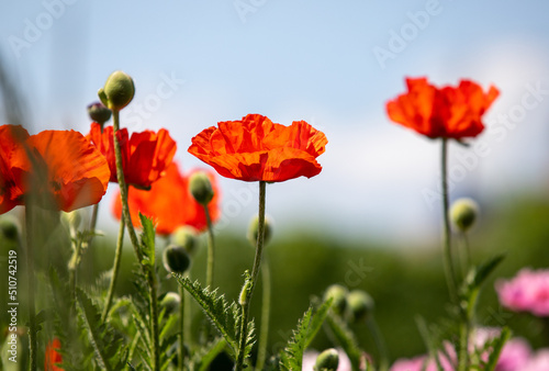 Colors of red poppies in the garden.