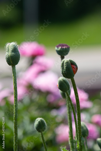 Colors of red poppies in the garden. © Prikhodko
